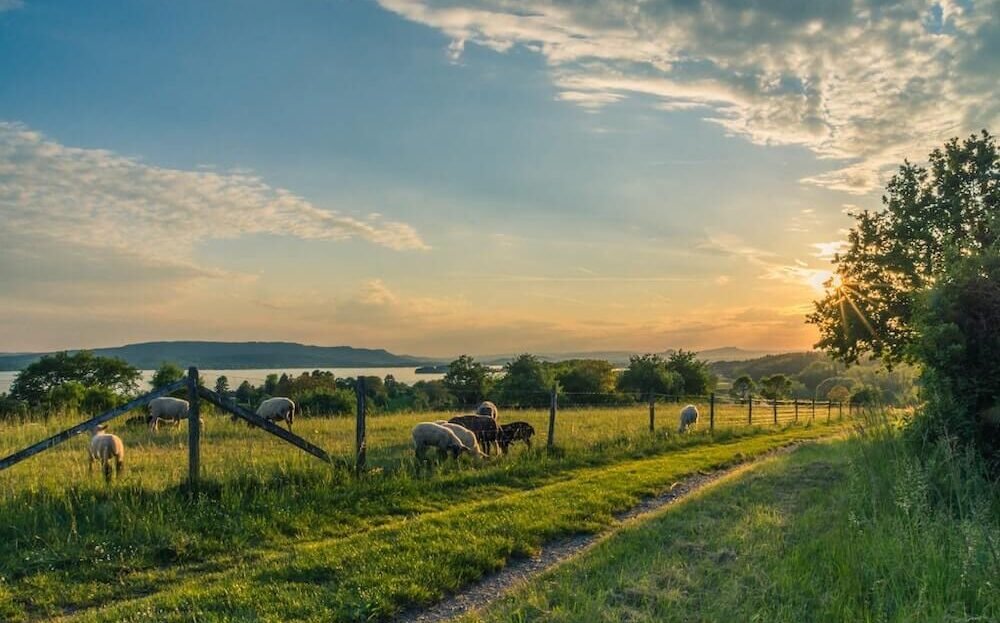 Montana View Ranch