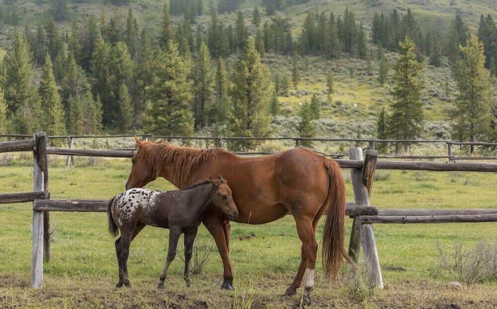 Yellowstone Ranch